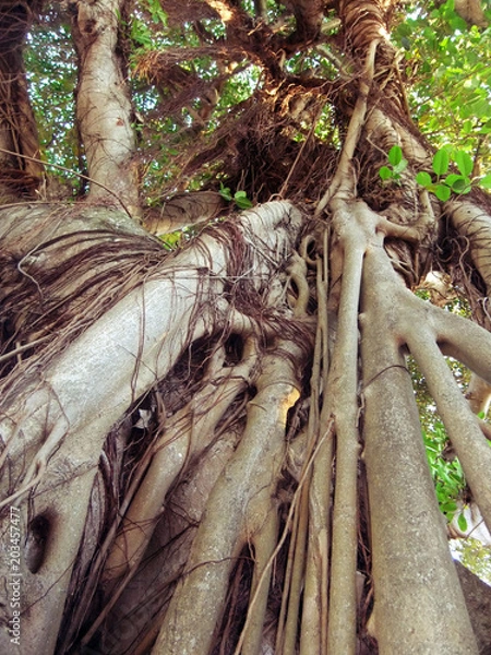 Obraz Trockenwurzeln