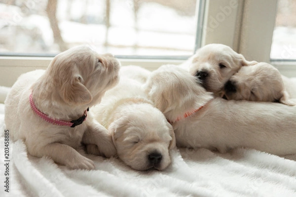 Fototapeta puppies of a golden retriever lie on a white window sill on a fur litter