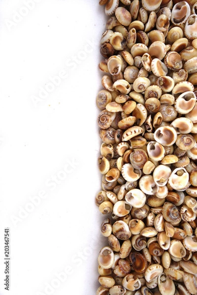 Obraz Different colors and size shells close-up on white background