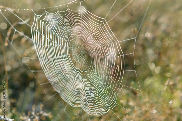 Obraz Spider web in drops of morning dew