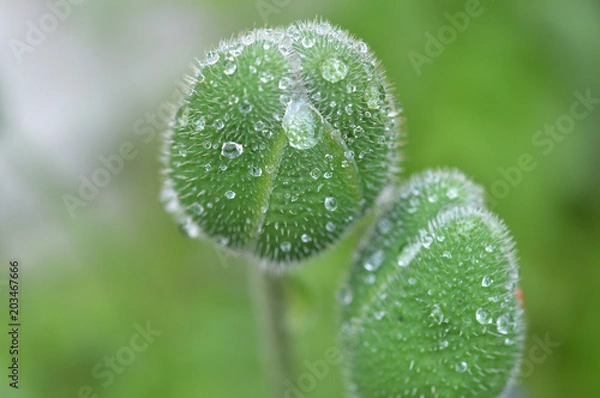 Obraz Poppy flower bud with after rain close-up