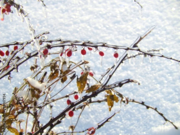 Obraz Barberry branches with leaves and fruits in ice