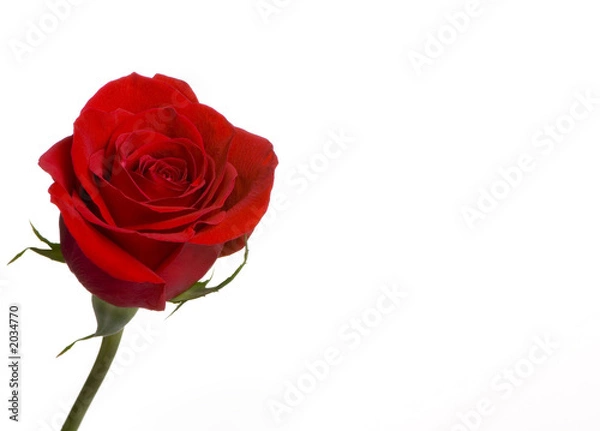 Fototapeta red rose 4