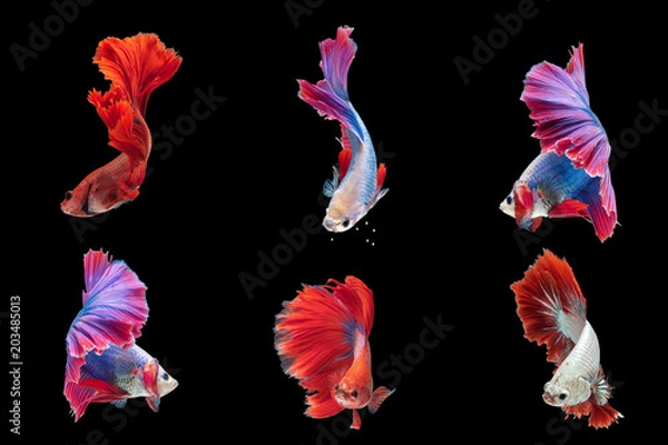 Obraz 6 Betta fishes,Siamese fighting fishes isolated on black