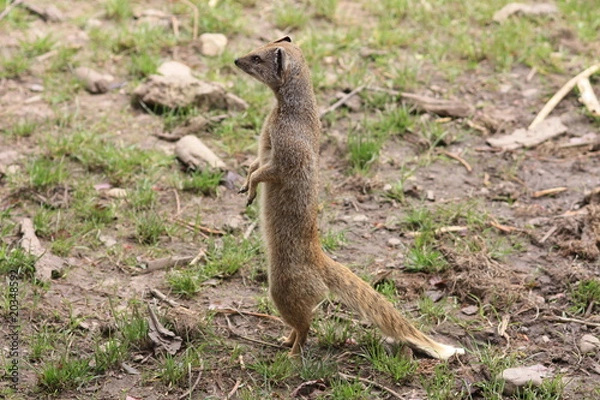 Obraz Yellow Mongoose