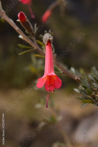 Obraz flor primer plano