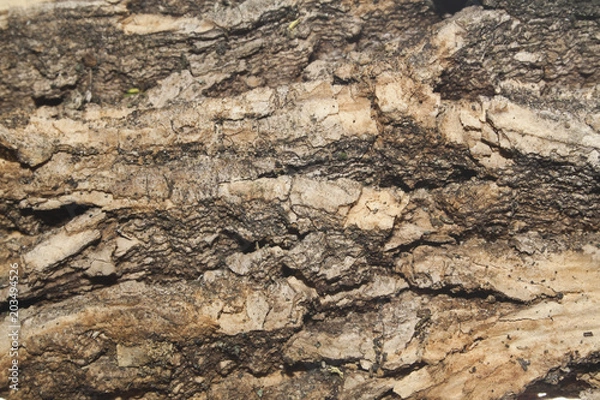Fototapeta tree bark isolated on white background