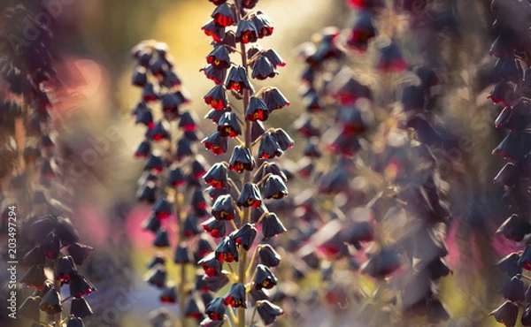 Fototapeta Garten Impressionen - Rote Blüten der Persische Kaiserkrone (Fritillaria persica)