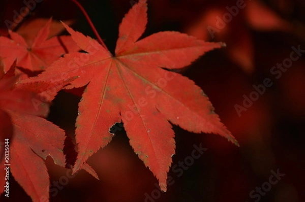Fototapeta feuilles d'automne