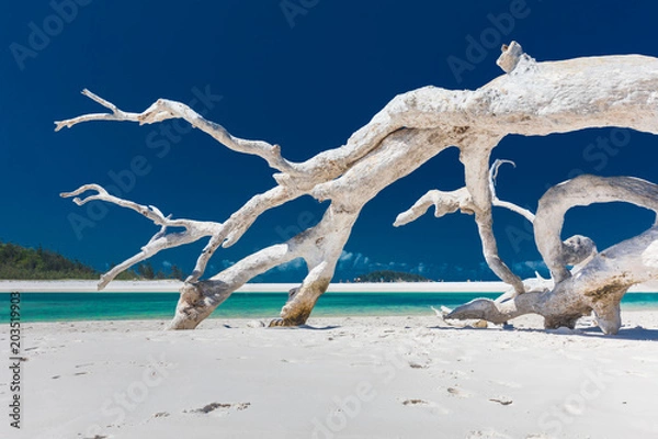Fototapeta Białe drzewo dryfujące na niesamowitej plaży Whitehaven z białym piaskiem na Wyspach Whitsunday, Queensland, Australia