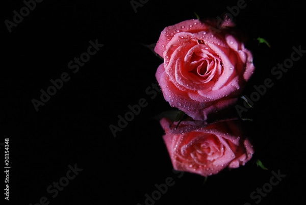 Fototapeta rosa negro