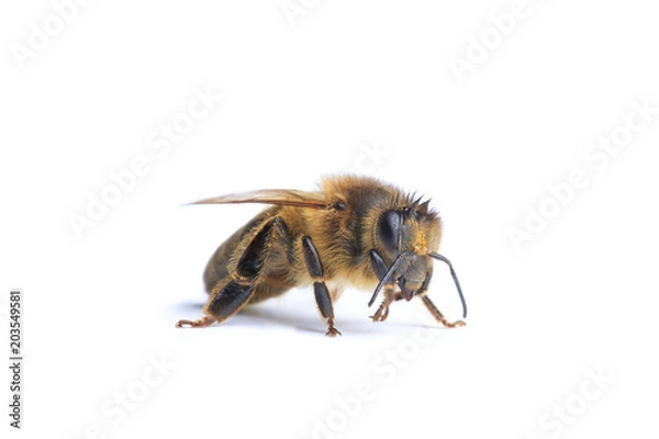 Fototapeta abeille 
