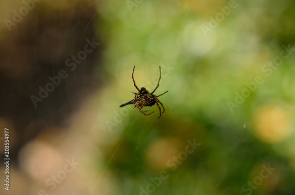 Fototapeta Close up spider on the web or spider web on blurry background