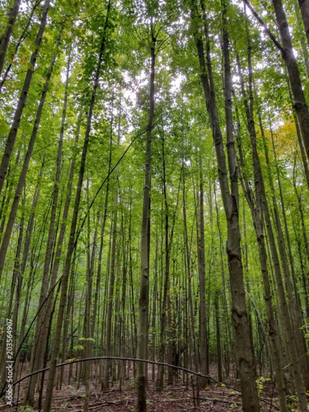 Fototapeta Forest for the Trees