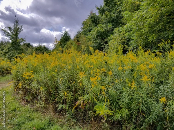 Obraz Blooming Spring