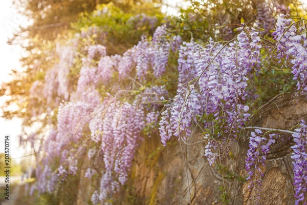Obraz Spring flowers background. Beautiful wisteria flowers are blooming in spring on the sunset in the garden.