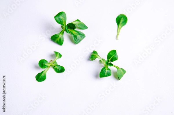 Fototapeta Home grown microgreens - organic sprouts grown in petri dish on white background. Sprouts are source of myrosinase enzyme and sulforaphane as anticancer treatment.