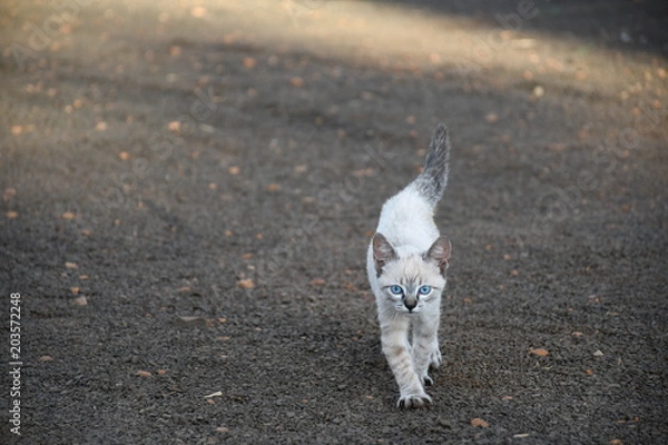 Fototapeta cute kitten
