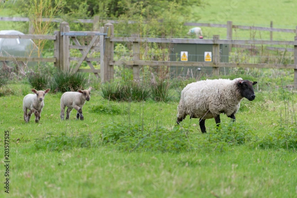 Fototapeta pair of lambs following their mother through field with dangerous electricity cupboard in the background