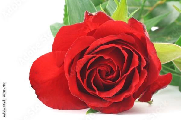 Fototapeta red rose - real macro