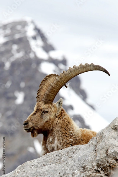 Obraz Alpensteinbock