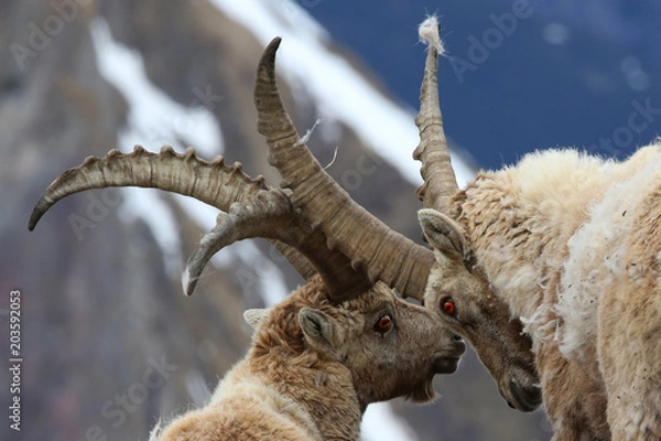 Fototapeta Steinbock