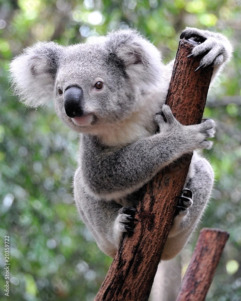 Obraz Ciekawa koala