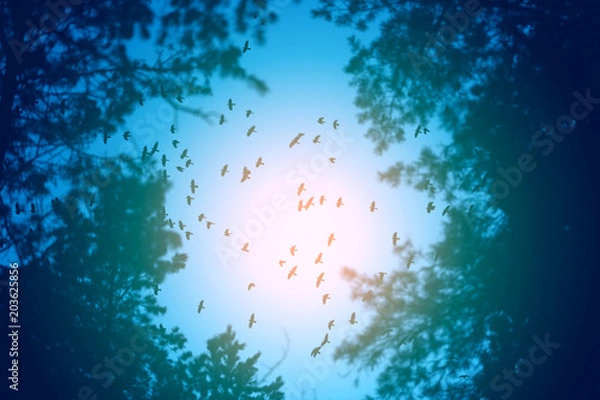 Obraz Photo flight of a flock of birds