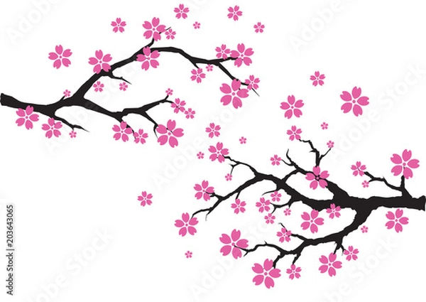 Fototapeta Sakura tree