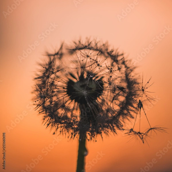 Obraz Dandelion in sunset