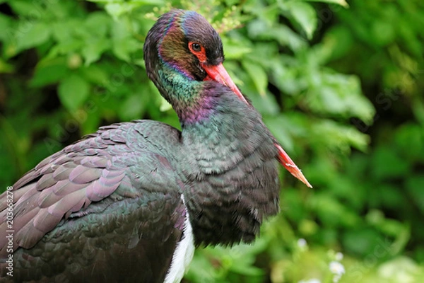 Fototapeta Schwarzstorch