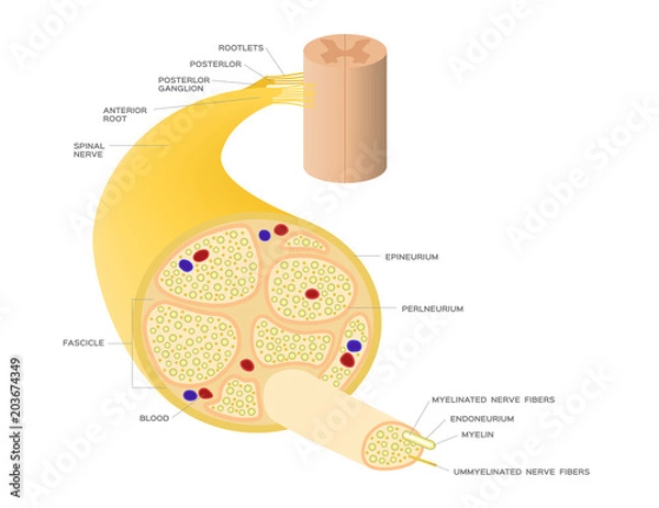 Obraz nerve system anatomy vector