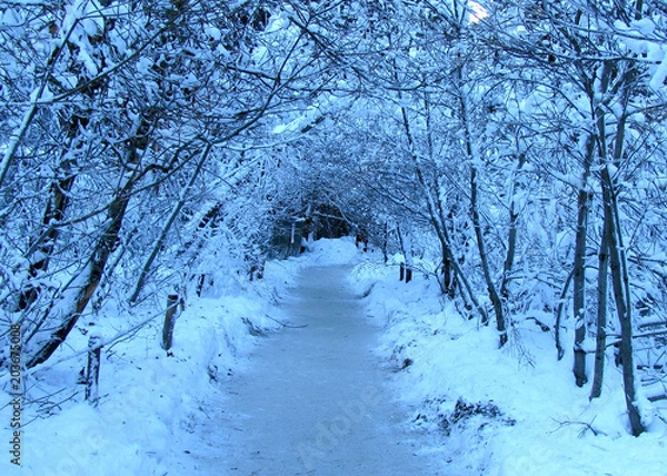 Obraz Curry Village Winter