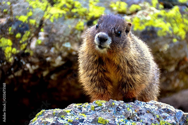 Obraz Marmot