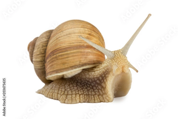 Obraz Garden snail isolated on white