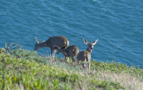 Obraz Deer babies on the coast of California