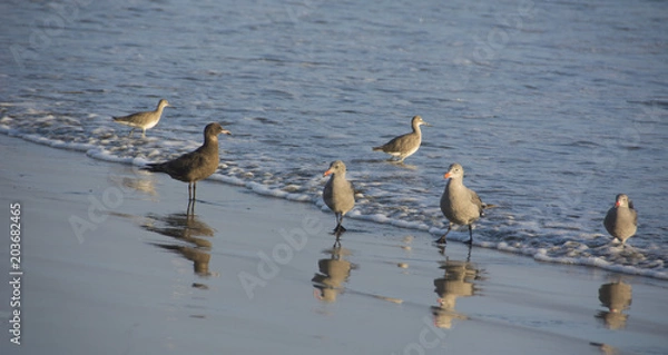 Obraz Birds sunbathing on California beaches