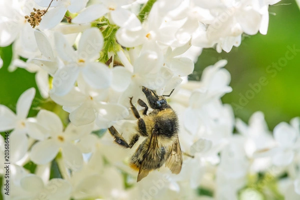 Obraz Hummel auf einem weißen Fliederstrauch