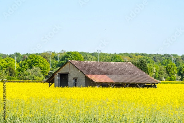 Obraz Haus im Rapsfeld