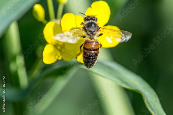 Obraz Biene auf Raps
