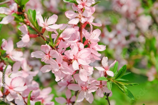 Fototapeta Almonds (Prunus dulcis) in bloom. Tree branches covered with many pink flowers