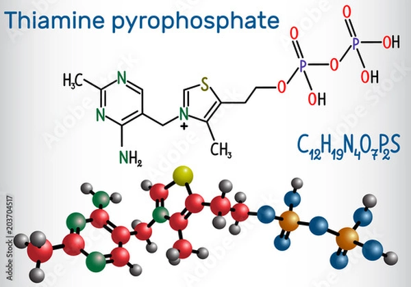 Fototapeta Thiamine pyrophosphate (TPP, thiamine diphosphate), is a cofactor that is present in all living systems.  Structural chemical formula and molecule model