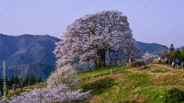 Obraz 日本の春、岡山県真庭市、醍醐桜、満開の桜、ピンク色の季節