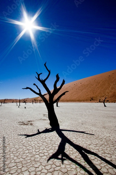 Obraz Dead vlei