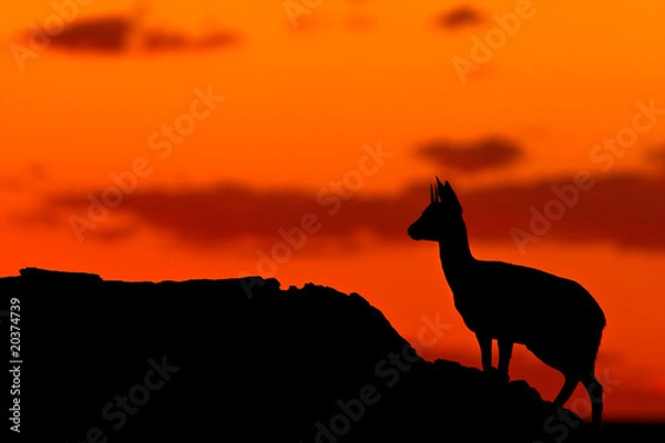 Obraz Klipspringer Silhouette