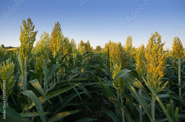 Obraz Sorghum field. Jowar crop.