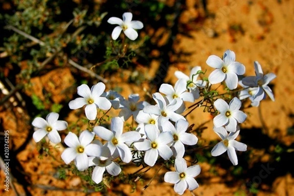 Obraz Blomme en plante 83