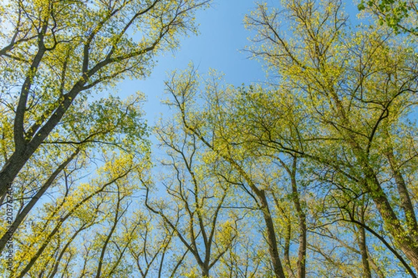 Fototapeta Trees during spring time