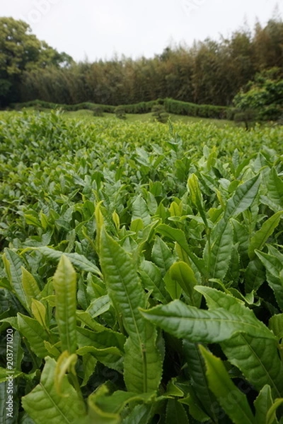Fototapeta 茶畑