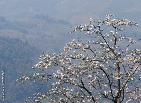 Obraz Blooming white orchid Tree or  butterfly tree flower (Bauhinia variegata) with layer of mountain background at  Doi Pha Tang, Chiang Rai, Thailand